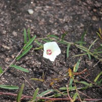 Xenostegia tridentata (L.) D.F.Austin & Staples